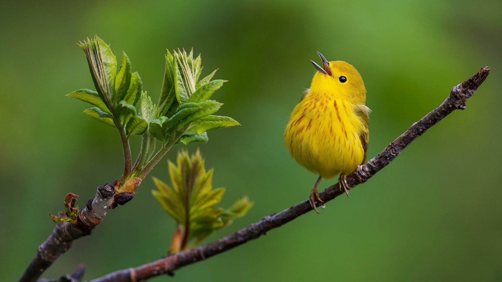 跨界绝杀，平行时空里广东队最后时刻击溃马刺，利拉德成关键先生