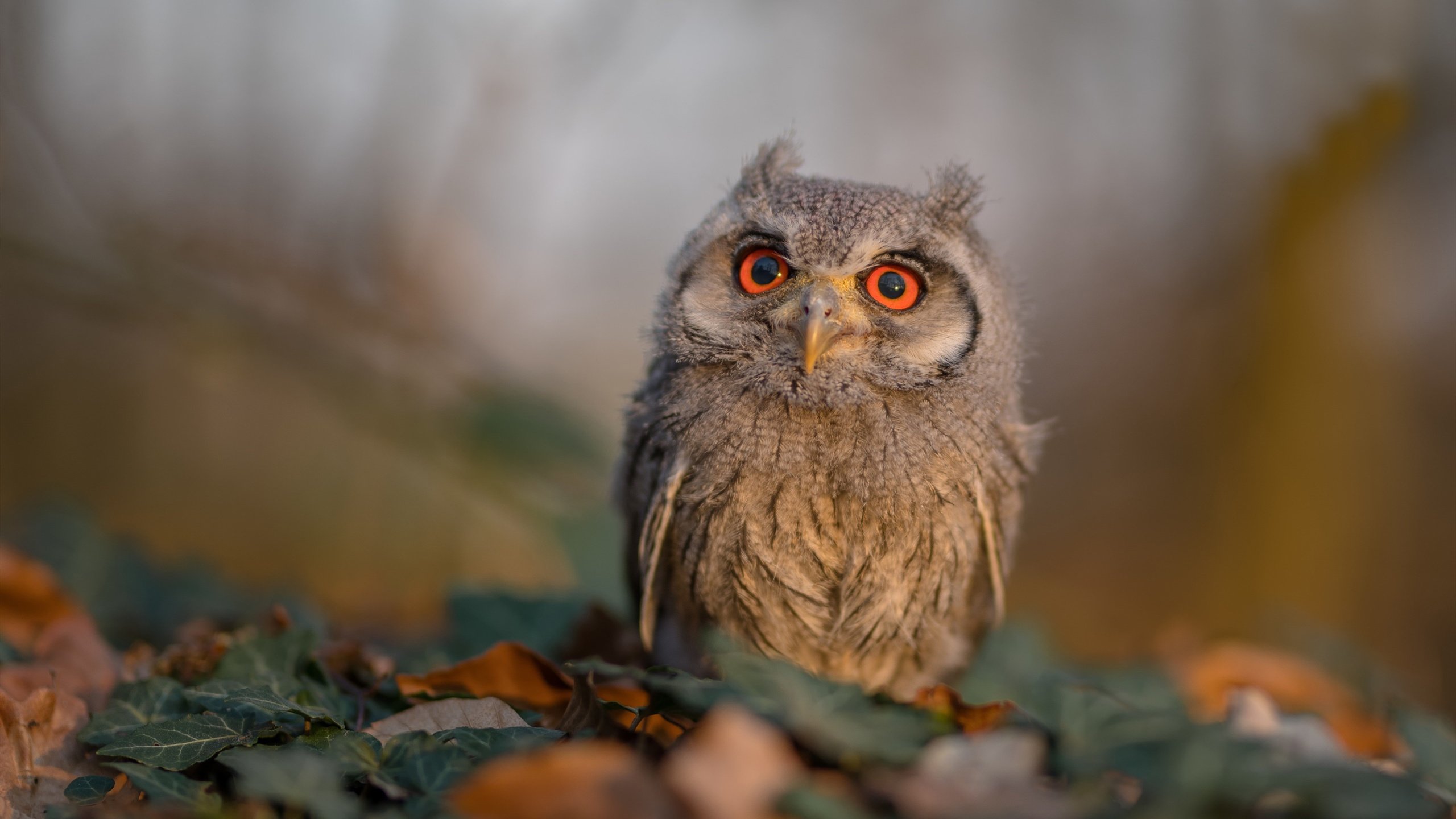 钢铁洪流与非洲之盾，姆巴佩一锤定音的破晓之战